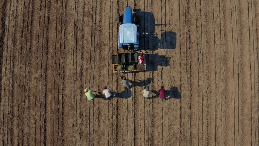 People work in the field: farmers follow the tractor in the field and harvest asparagus. Aerial top view shot. Organic farming.