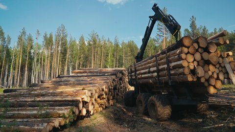 Unloading Wood Cargo From Truck To Ground In Forest. Stacking Wood Cargo In Piles. Wood Cargo Transportation. Collecting Plant For Materials Production. Forestry And Lumber Industry. Deforestation.