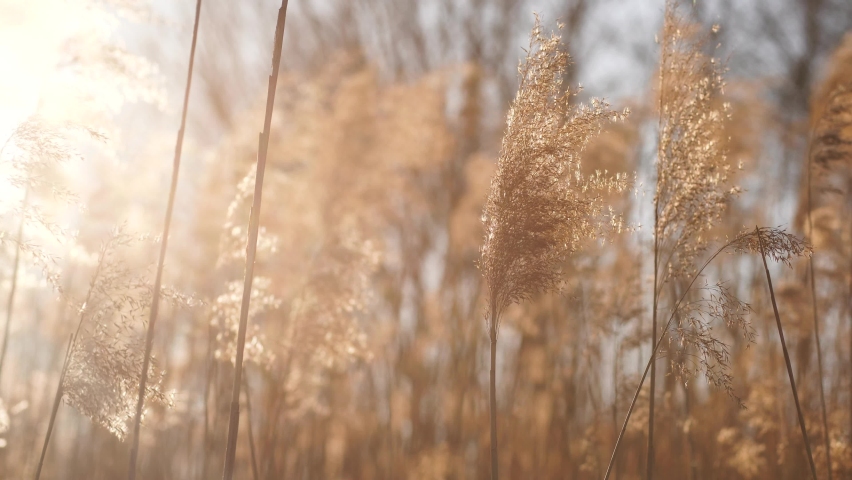 Beautiful spring tall grass flower swaying by blowing wind outdoors. Silver or gold reed grass growing on shores of river, pond or lake. Abstract natural 4k video background Royalty-Free Stock Footage #1073253434
