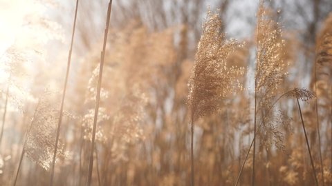 Beautiful spring tall grass flower swaying by blowing wind outdoors. Silver or gold reed grass growing on shores of river, pond or lake. Abstract natural 4k video background