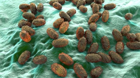 Whooping cough bacteria Bordetella pertussis, 3D animation. Gram-negative coccobacilli bacteria which cause children infection whooping cough