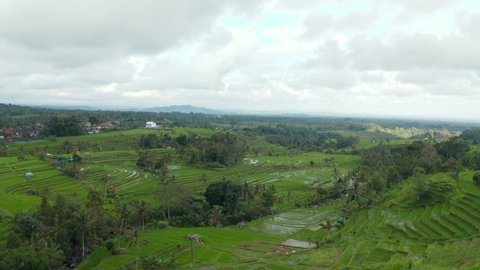 Descending aerial view of lush green rice field valley in Bali. Vast green farm food plantations in rural countryside in Asia