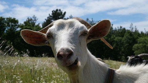 Beautiful goats grazing eating grass