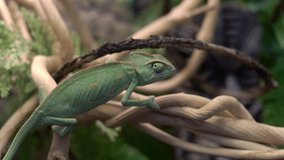 Chameleon sits on a branch in the jungle. Exotic green reptile jungle lizard chameleon resting on tropical vines in the jungle