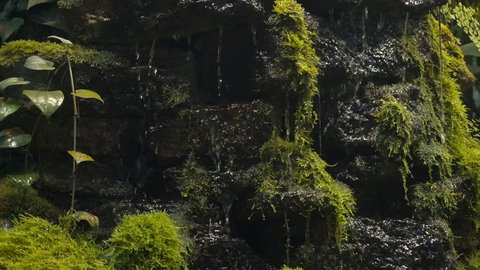 Flowing water on stones in a tropical rainforest. Nature, moss and water in a dark moist forest. Zen, relax concept video