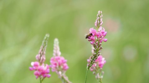 Pink flowers of sainfoin and a bee collecting nectar, Onobrychis viciifolia