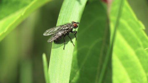 Macro of a housefly (muscidae) sitting on the grass and hiding from a small bug flying over it.