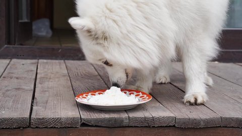Japanese Spitz Fed Cottage Cheese Food Stock Footage Video 100 Royalty Free Shutterstock