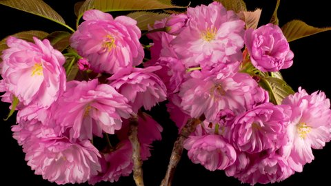 桜 生け花 Stock Video Footage 4k And Hd Video Clips Shutterstock 桜 生け花 Stock Video Footage 4k And Hd Video Clips Shutterstock