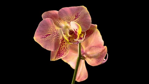 Blooming Peach Orchid Phalaenopsis Flower on Black Background. Time Lapse. 4K. Video Stok