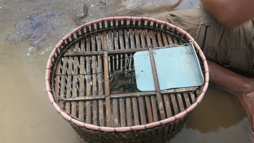 Fishers removing enmeshed river fishes by hand from a net and throwing it into a bamboo basket (close-up)