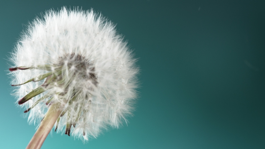 Super Slow Motion Of Bloomed Dandelion With Flying Seeds on Blue Background. Filmed On High Speed Cinema Camera. Royalty-Free Stock Footage #1073265614