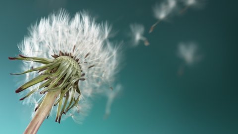 Super Slow Motion Of Bloomed Dandelion With Flying Seeds on Blue Background. Filmed On High Speed Cinema Camera.