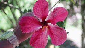 Close-up of a bright pink hibiscus, a beautiful flower in the Seychelles.