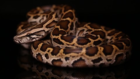 Burmese Python molurus bivittatus on isolated in black background.
