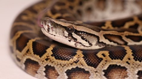 Close up Burmese Python molurus bivittatus 