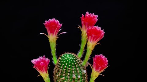 Time lapse of Pink cactus flowers blooming.