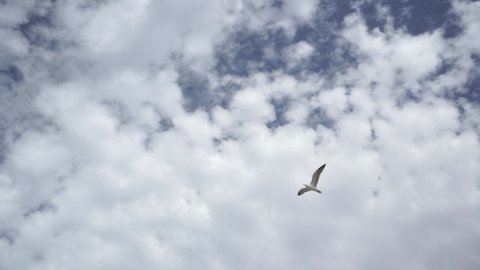 Seagull Flying In The Sky From Essaouira, Morocco. - low angle