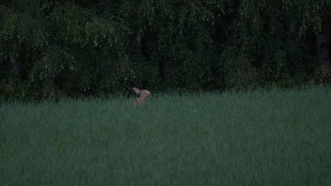 Brown European hare eating grass in a field at dusk