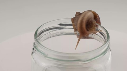 Close-up of a snail crawling on an empty glass jar on a white background. The use of shellfish in cosmetology.