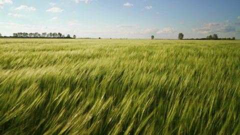 A vista over a wide field of green wheat. A large crop of grain. Green fields of wheat are earing from the wind. The barley harvest ripens in warm sunlight. Agricultural business.