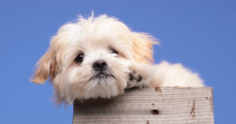 lazy little bichon puppy laying in a wooden box, being timid and curiously looking around on blue background in studio