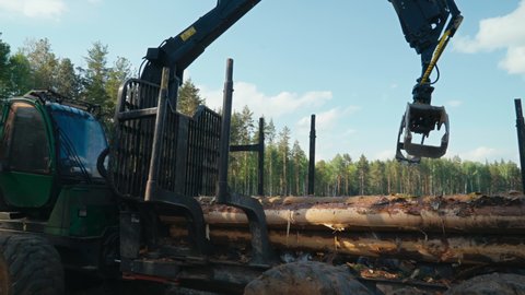 Gripper Of Tractor Takes Tree Trunks And Place Them From Vehicle To Piles. Forest Harvesting For Wood Production. Forest Harvesting With Industrial Machine. Stacking Wood In Forest Harvesting.