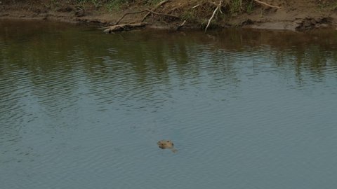Nile Crocodile in the Olifant River