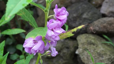 Impatiens balsamina (balsam, garden balsam, rose balsam, touch me not, spotted snapweed) with a natural background. Indonesian call it as pacar banyu