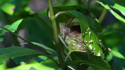 Mother of Ashy tailorbird holding her eggs at her nest.