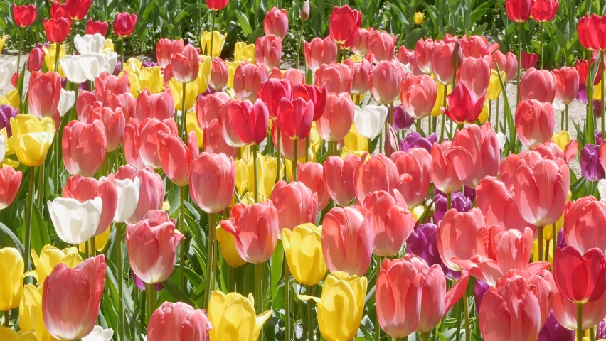 Field of colorful bright blooming tulips, large group of multi colored flowers nature still vivid background, moving in the wind. Natural floral pattern, beautiful tulip field in the sun, summer time Royalty-Free Stock Footage #1073301365