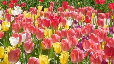 Field of colorful bright blooming tulips, large group of multi colored flowers nature still vivid background, moving in the wind. Natural floral pattern, beautiful tulip field in the sun, summer time