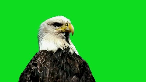 Eagle Looking on Green Screen