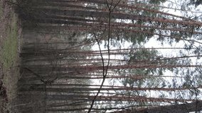 Vertical video of trees in a pine forest, slow motion