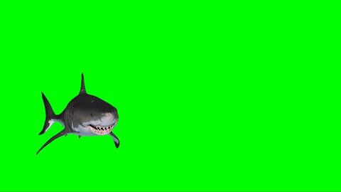 Shark Attacking on Green Screen