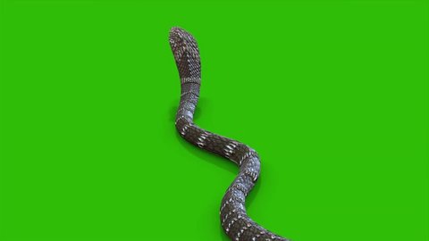 Snake Crawling on Green Screen