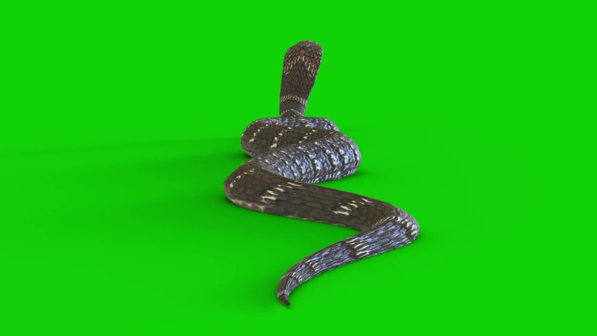 green screen snake video free download