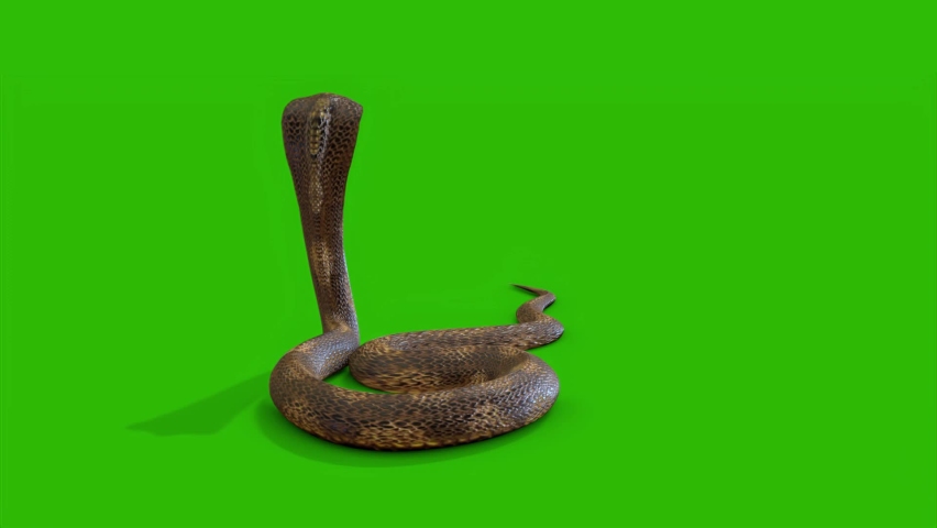 what is screen snake what is screen snake
