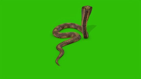Snake Attacking on Green Screen