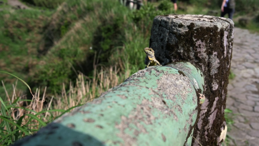 A Diploderma swinhonis in Yangmingshan National Park.