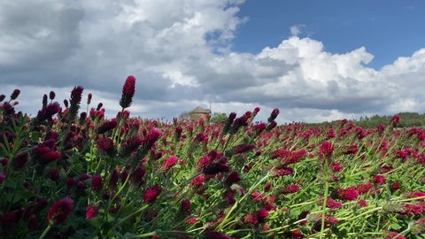 Crimson clover field waving in the wind with Kunkovice windmill in the background