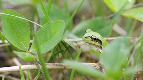 Green Japanese tree frog close-up