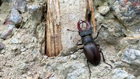 stag beetle climbs wooden stick and crawls on street. bug with horns crawls on concrete in wildlife. A wild insect lives next to people. Saw Stag Beetle falling off a tree and crawling on a stone