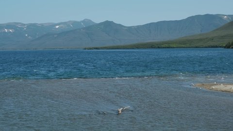 Sockeye salmon goes to spawn on the Kuril Lake, Kamchatka peninsula, Russia, 4k
