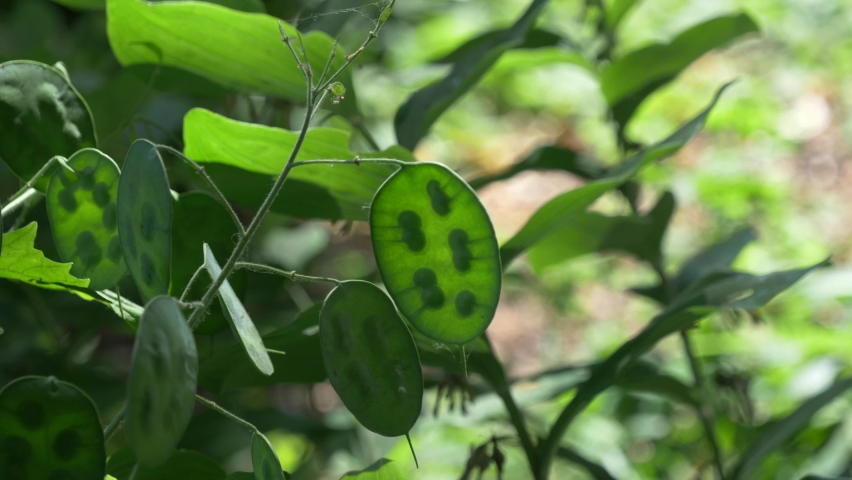 Clip of an Honesty seed head, you can see the thinest transparency of the plant.