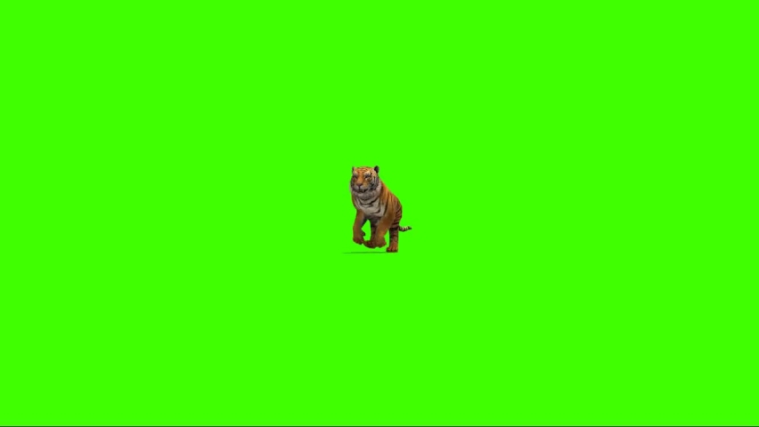 Tiger Running on Green Screen Royalty-Free Stock Footage #1073321723