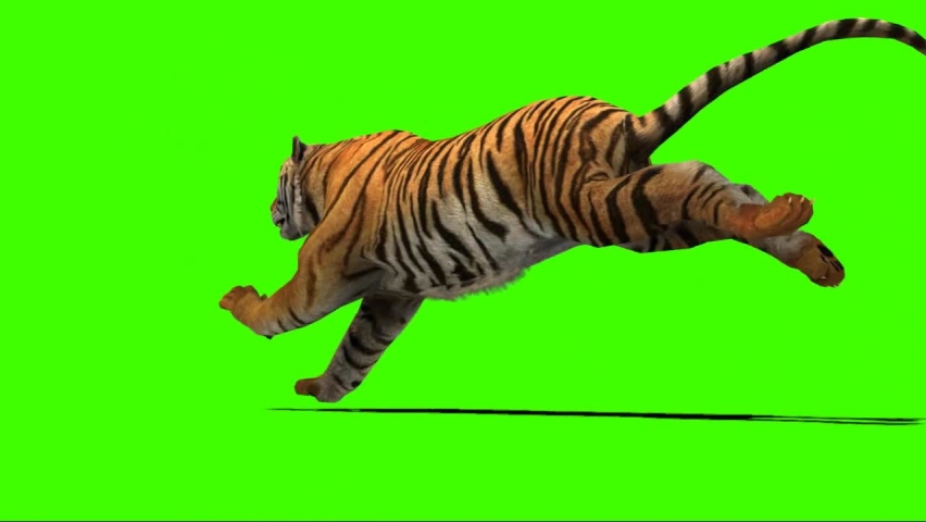 green screen tiger attack