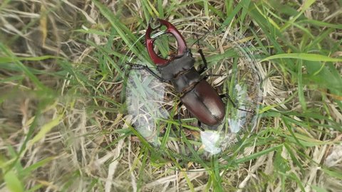 Stag beetle is climbing in glass jar. European stag beetle Lucanus cervus. Big insect with great horns