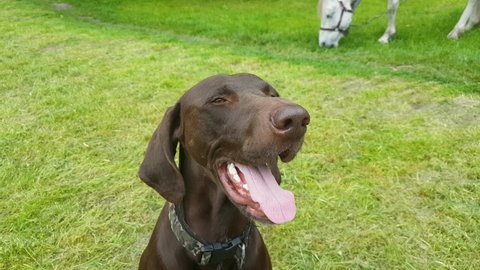 Muzzle of a close-up of a brown German shorthaired pointer against a background of a green meadow and a grazing white horse