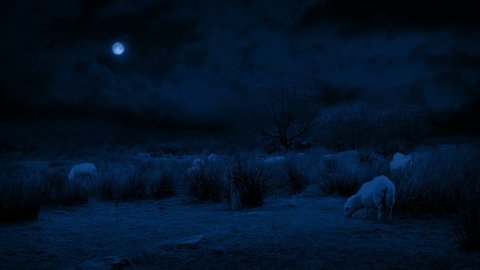 Sheep Graze In Wild Landscape In The Moonlight